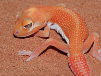 Nephrurus levis pilbarensis Albino patternless